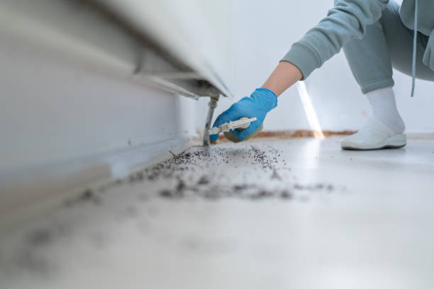 Best Local Pest Control Services  in Clover Creek, WA